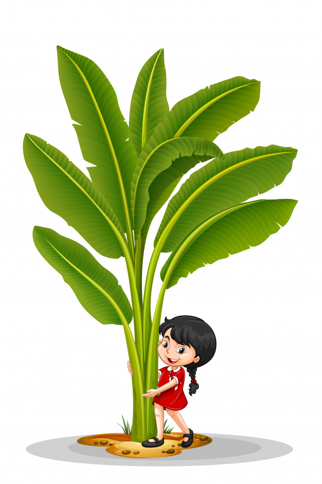 Ciências 3º Ano Fundamental - As plantas: suas estruturas, reprodução e adaptação ao ambiente.