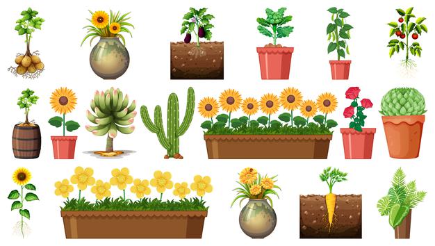 Ciências 4º Ano Fundamental - Vida e evolução: o Sol e a sua importância para as plantas, fotossíntese, transferência da energia do Sol para os demais níveis da cadeia alimentar.
