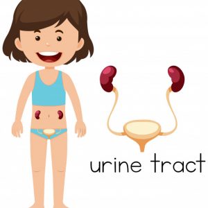 Ciências 4º Ano Fundamental – O sistema urinário humano: o que é, partes que o compõe e funções