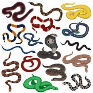 Ciências 4º Ano Fundamental – Animais peçonhentos e animais venenosos.