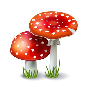 Ciências 4º Ano Fundamental – Conhecendo os fungos: definição de fungos, usos dos fungos na culinária, fermentação e malefícios dos fungos:  mofo e doenças causadas por fungos.